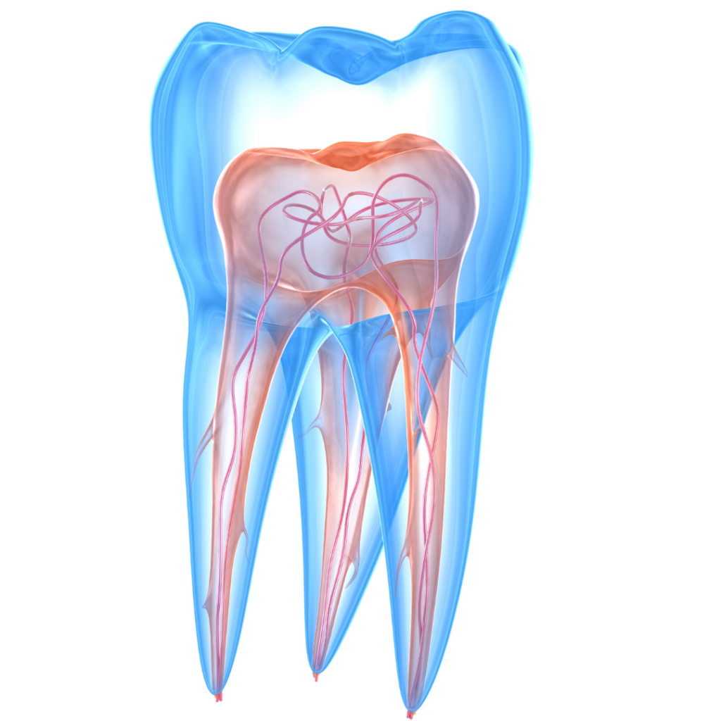 Endodontics